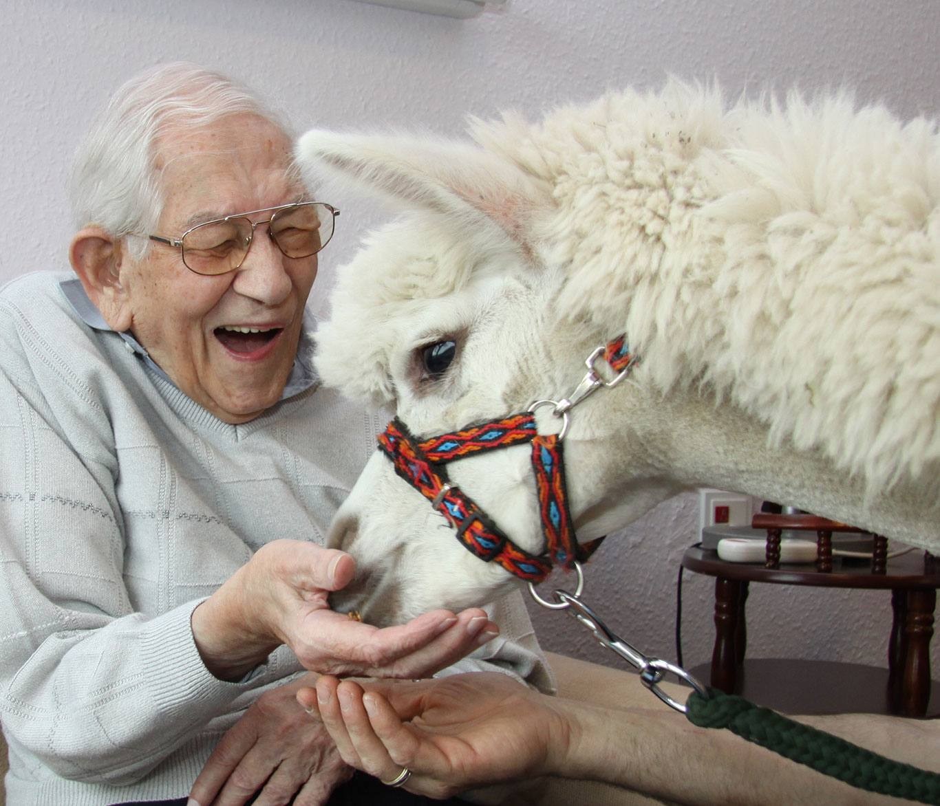 Ein Senior füttert ein Alpaka in der Einrichtung der Seniorenpflege der Vorwerker Diakonie.